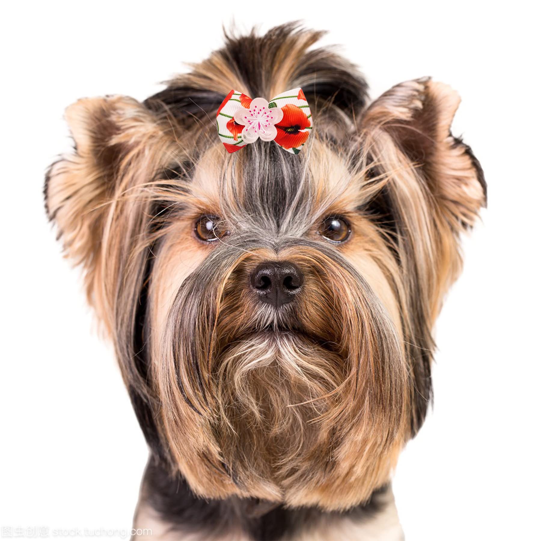 Na9eud jpgdn chien motif roses, idéal pour sorties familiales et mariages