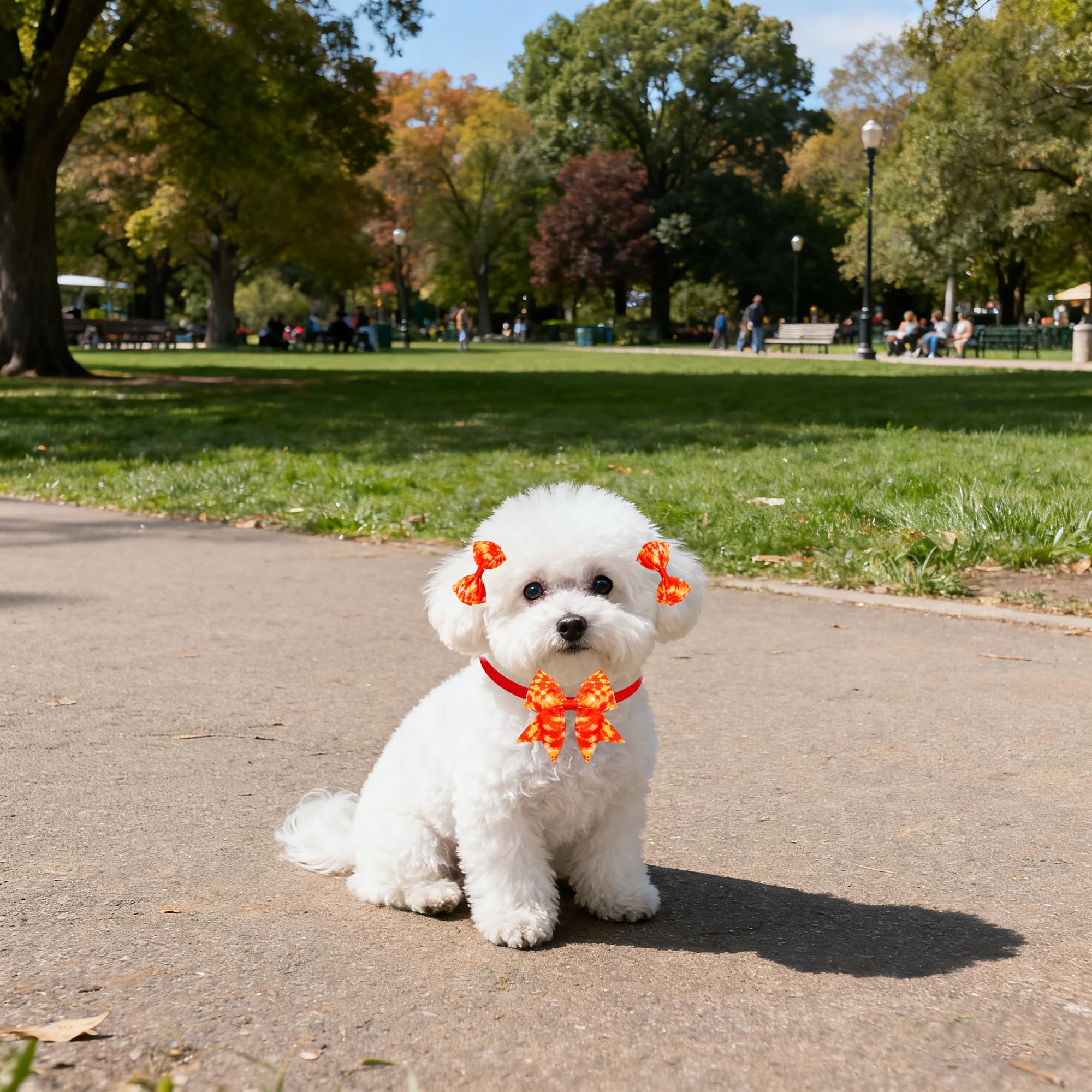 JpGdn usage quotidien pour chien, parfait pour promenades.