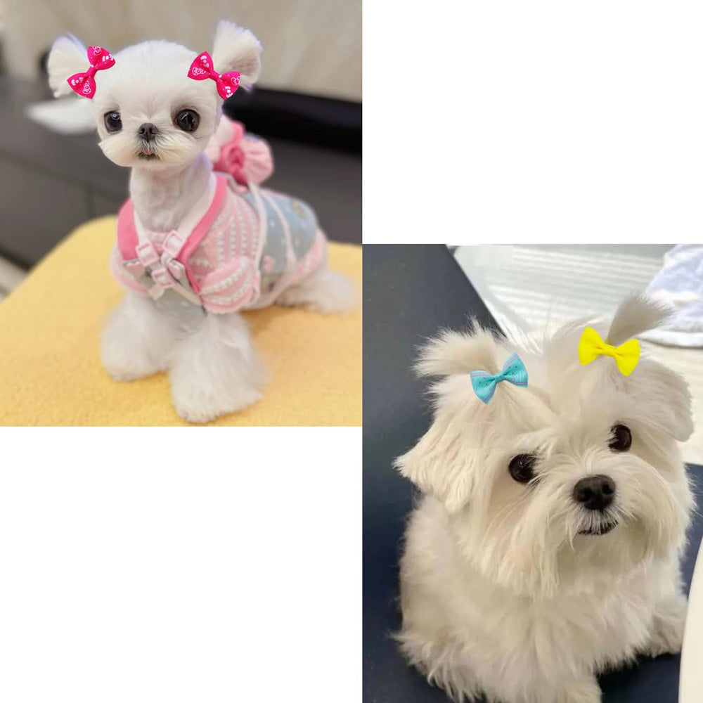 JUCCPUL usage photo balade chien avec style.