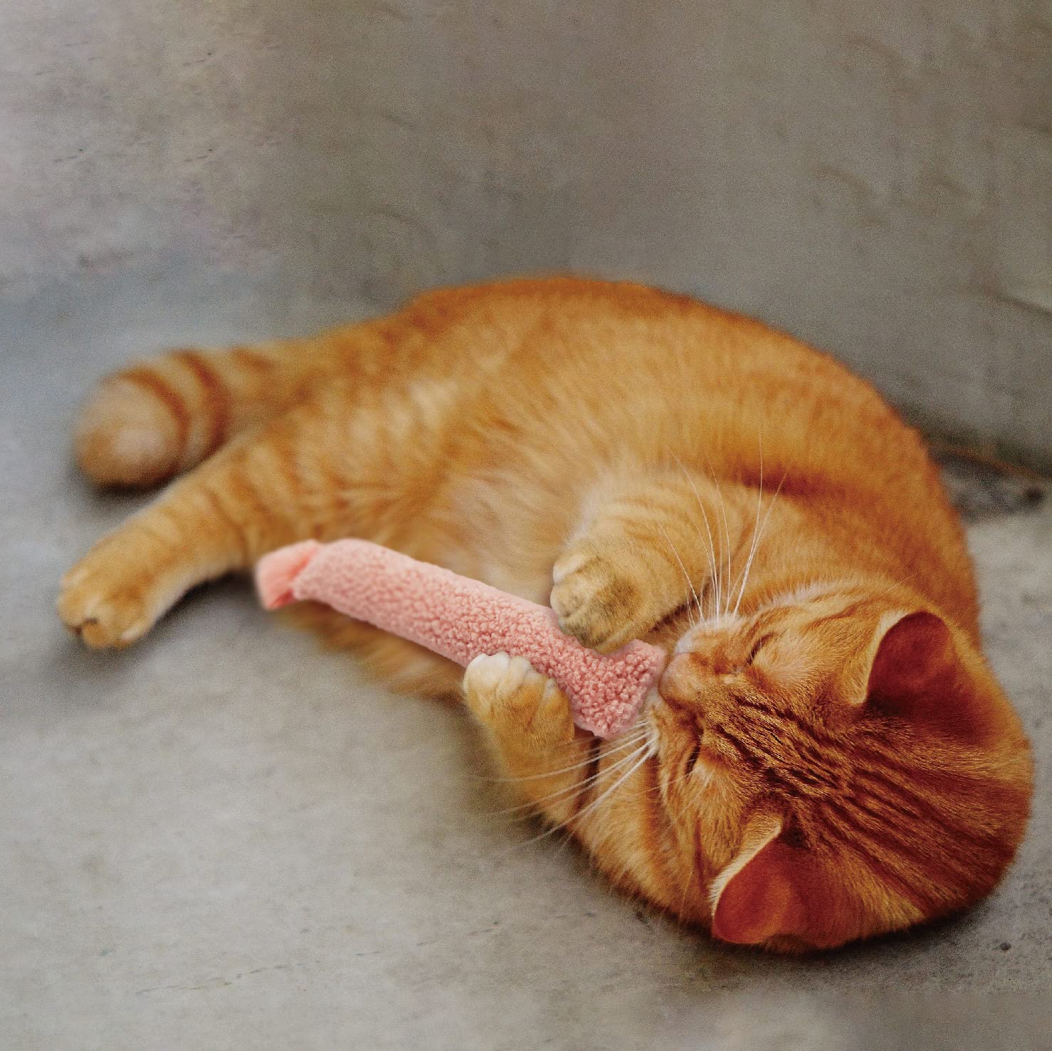Jumpaws: accessoires pour chat d’intérieur, stimulation et enrichissement quotidien.