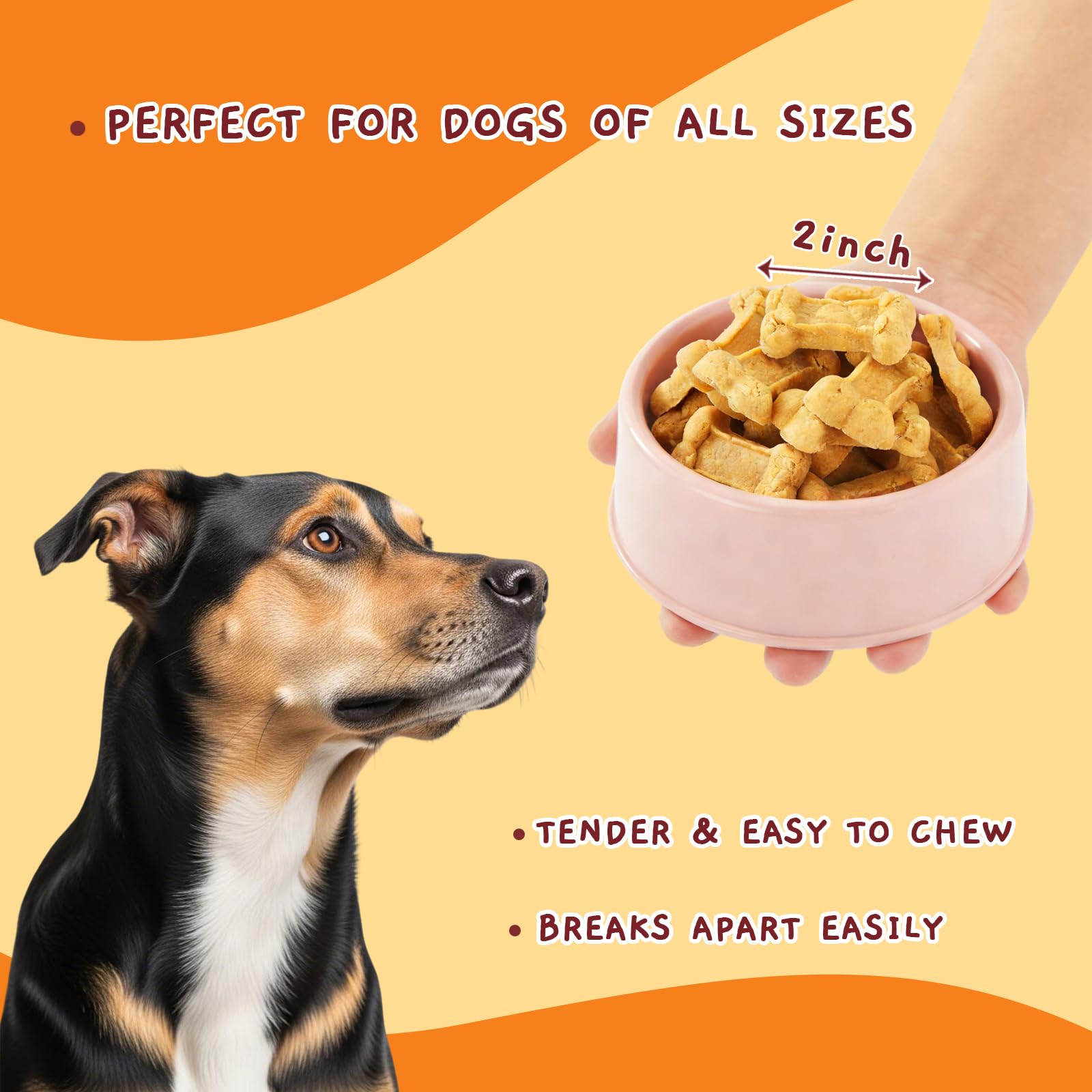 Taille pratique pour petits et moyens chiens lors de l’entraînement.