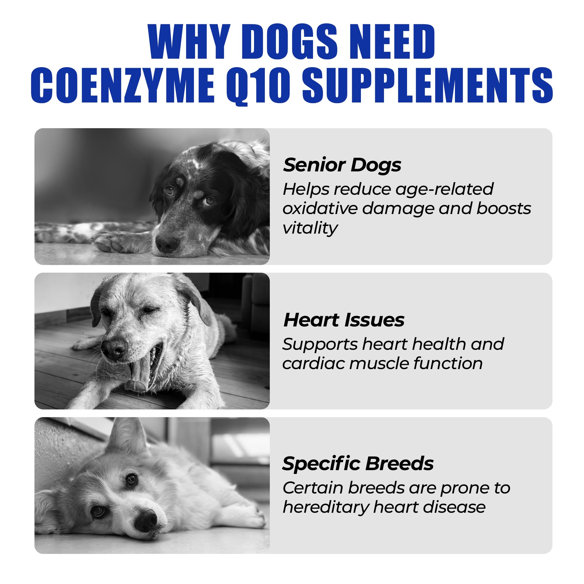 Just Try CoQ10 Taurine Bouchées Poulet Chien, soutien cardio potentiel