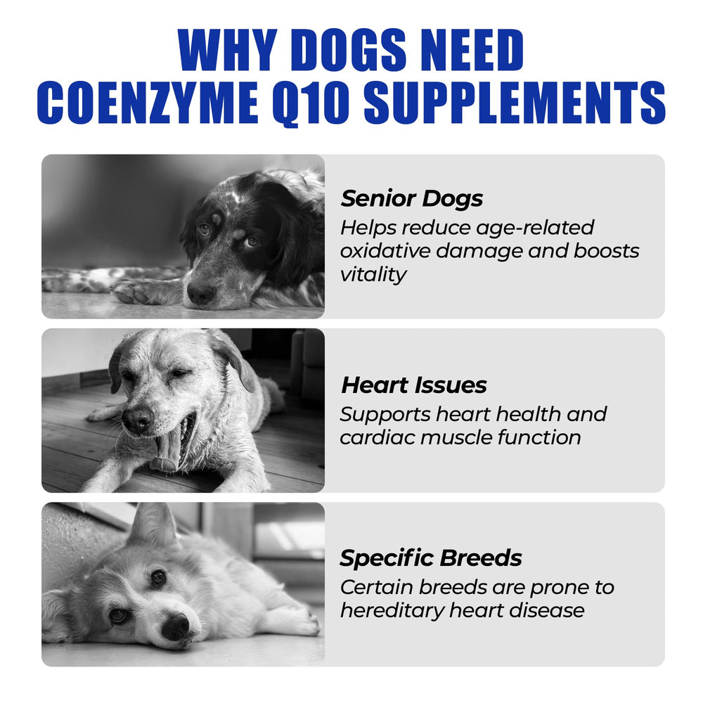 Just Try CoQ10 Taurine Bouchées Poulet Chien, soutien cardio potentiel