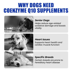 Just Try CoQ10 Taurine Bouchées Poulet Chien, soutien cardio potentiel