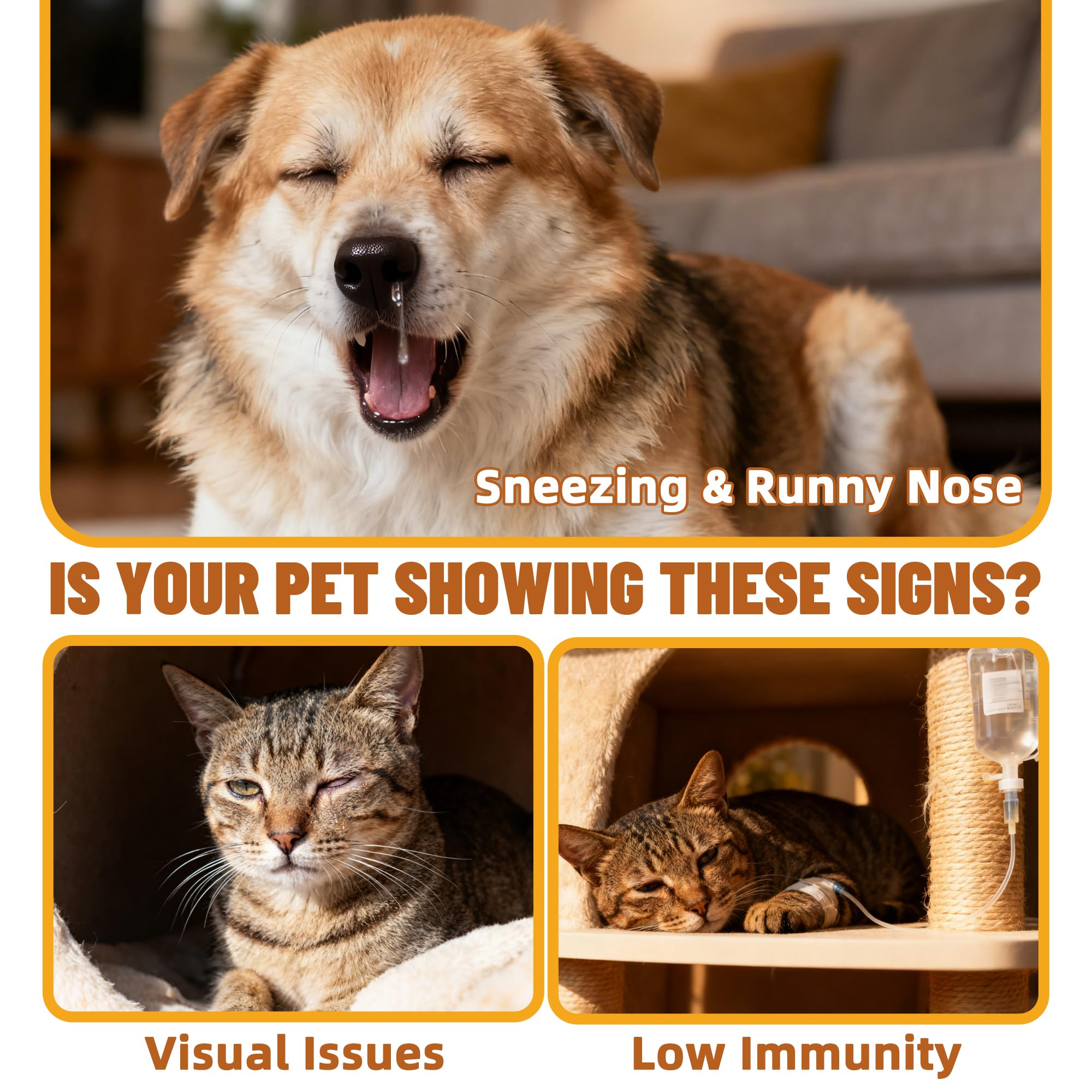 Just Try Poudre Lysine pour chats, doseur facile.