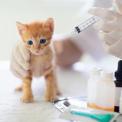 Seringue Jutom chaton 5 ml pour doser avec précision.