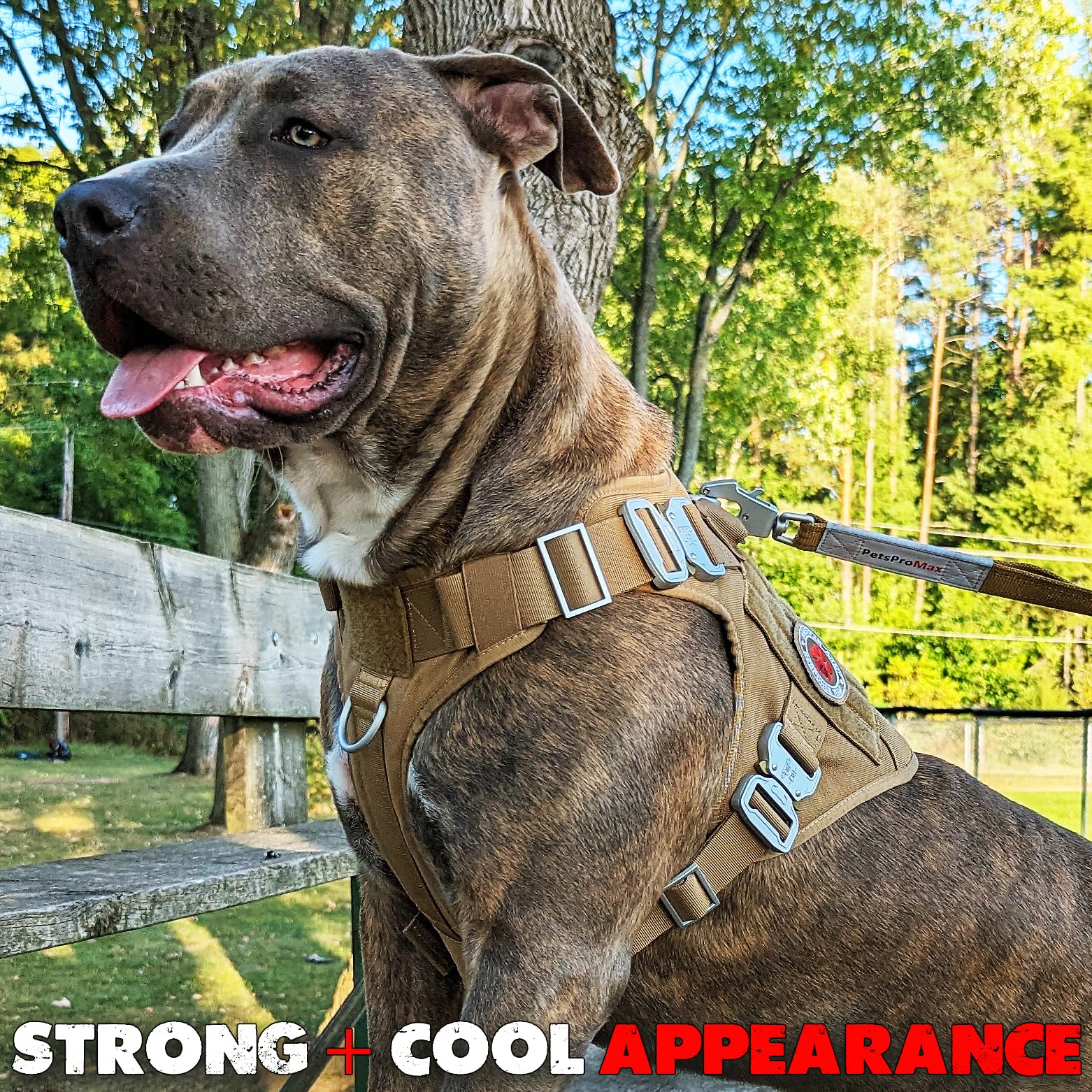 Anneaux d’attache dorsaux et avant pour flexibilité et contrôle.