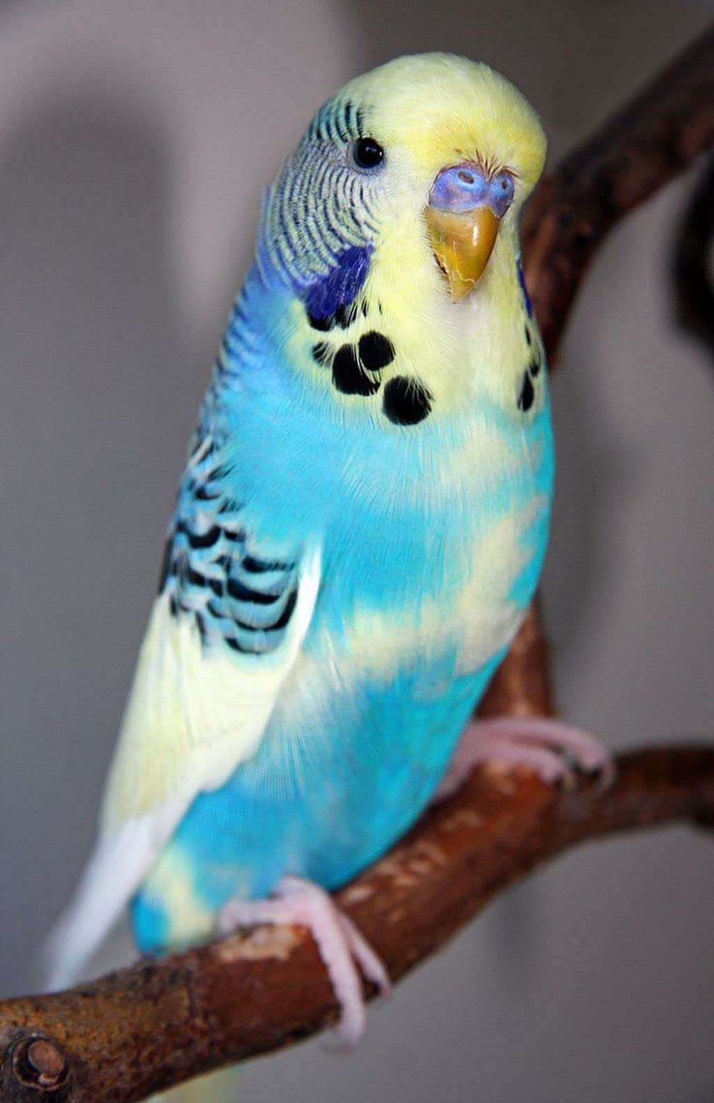 Perchoir Insight JW, couleurs variées pour cage personnalisée.