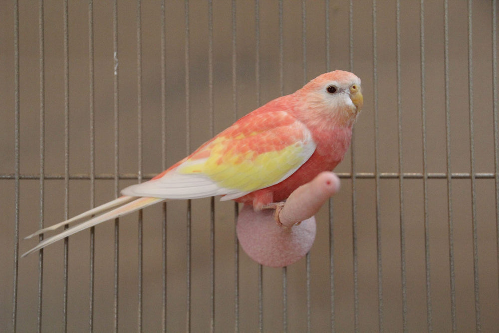 JW Insight sable, perchoir confortable soutient le bien‑être de l’oiseau.