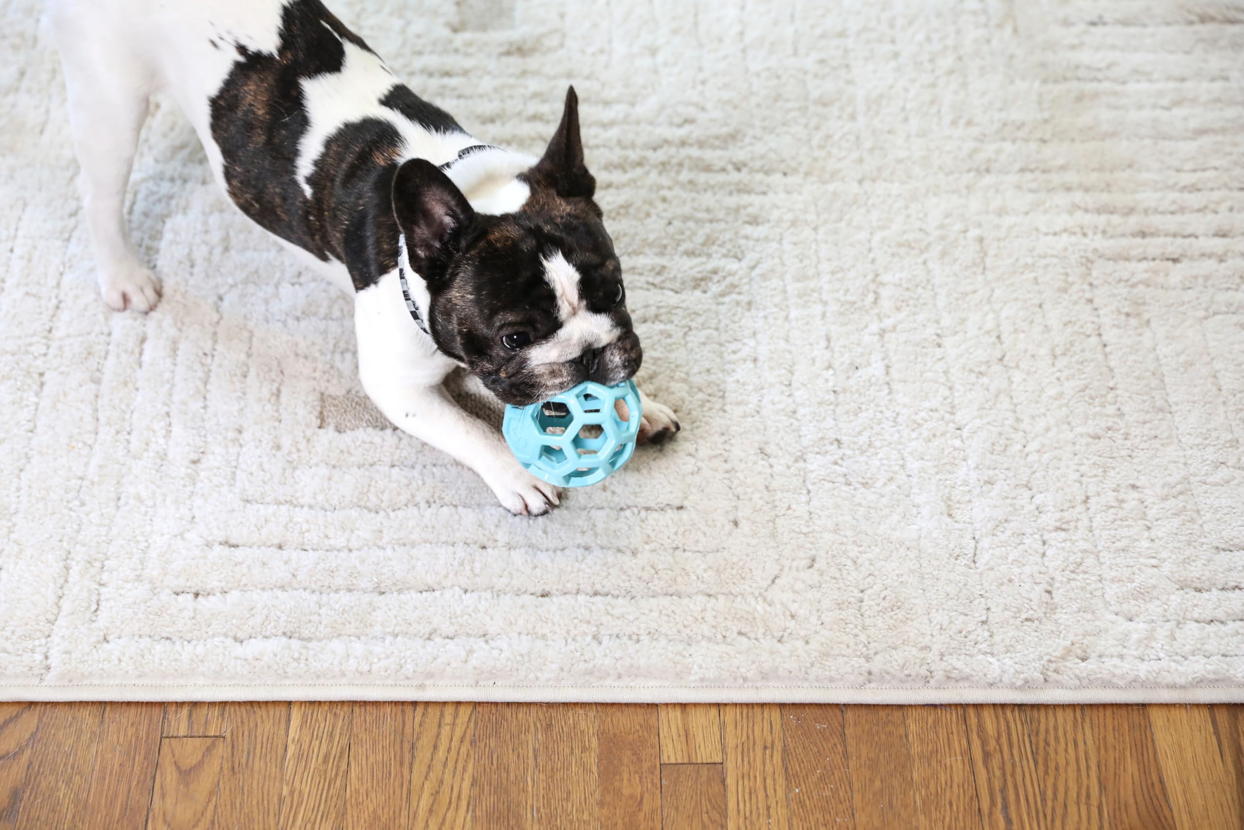 Hol-ee Roller JW : gomme naturelle douce pour les gencives lors de la mastication.