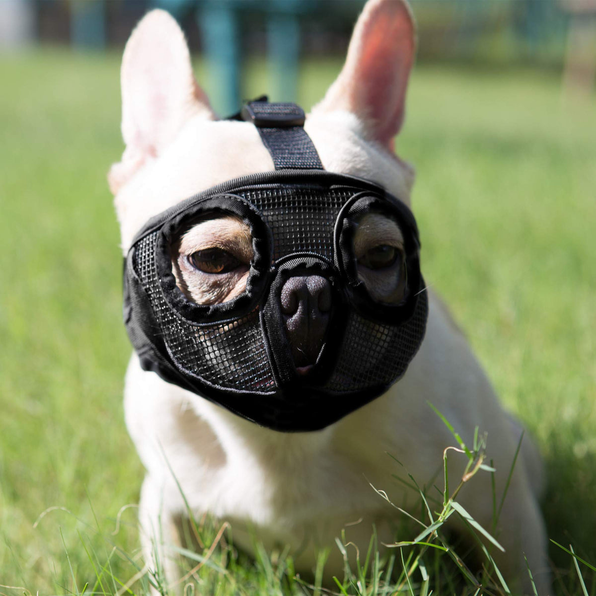 JYHY muselière pour chien, maille respirante, avant, confort lors des promenades.