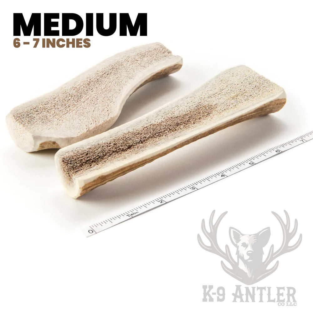 K-9 Antler Co – corne de cerf, tranche en demi, idéale pour chiots et chiens seniors.