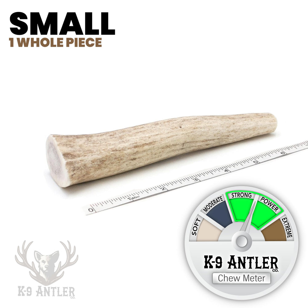 K-9 Antler Co corne d'élan petite entité en utilisation quotidienne chez chiens de petite race.