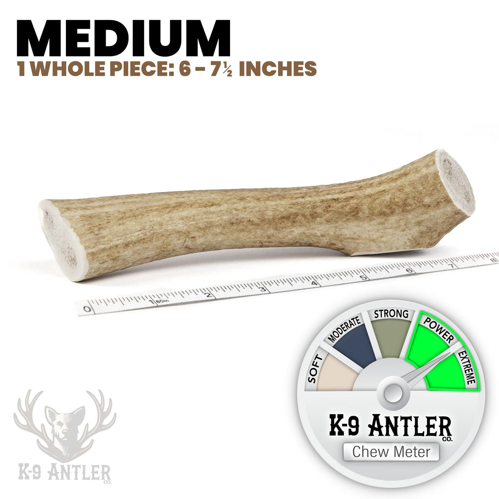 K-9 Antler Co. Cornes d elan entieres, moelle scellee pour longue duree de jeu.