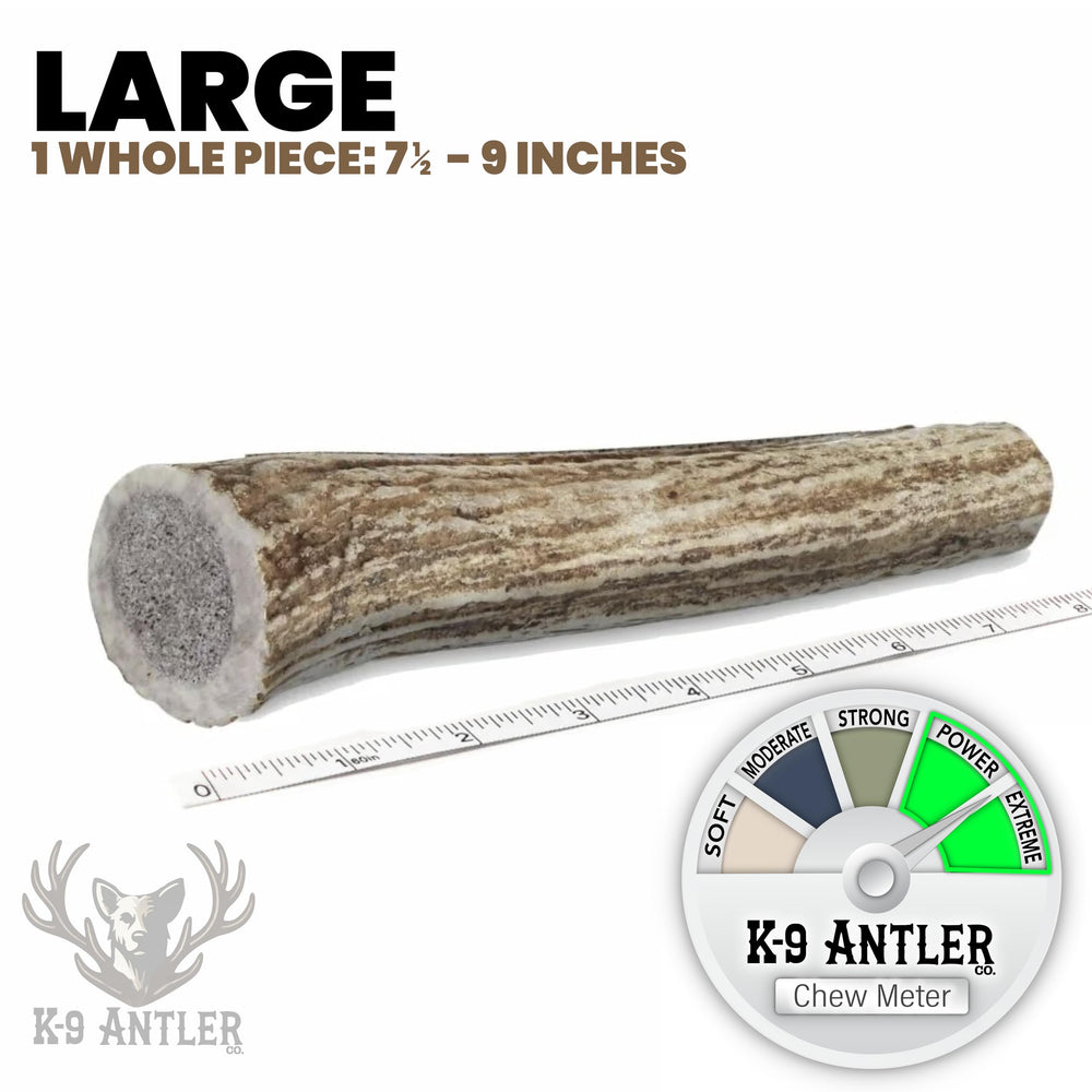 K-9 Antler Co. moelle scellée, maintenance naturelle et longue session de mastication.