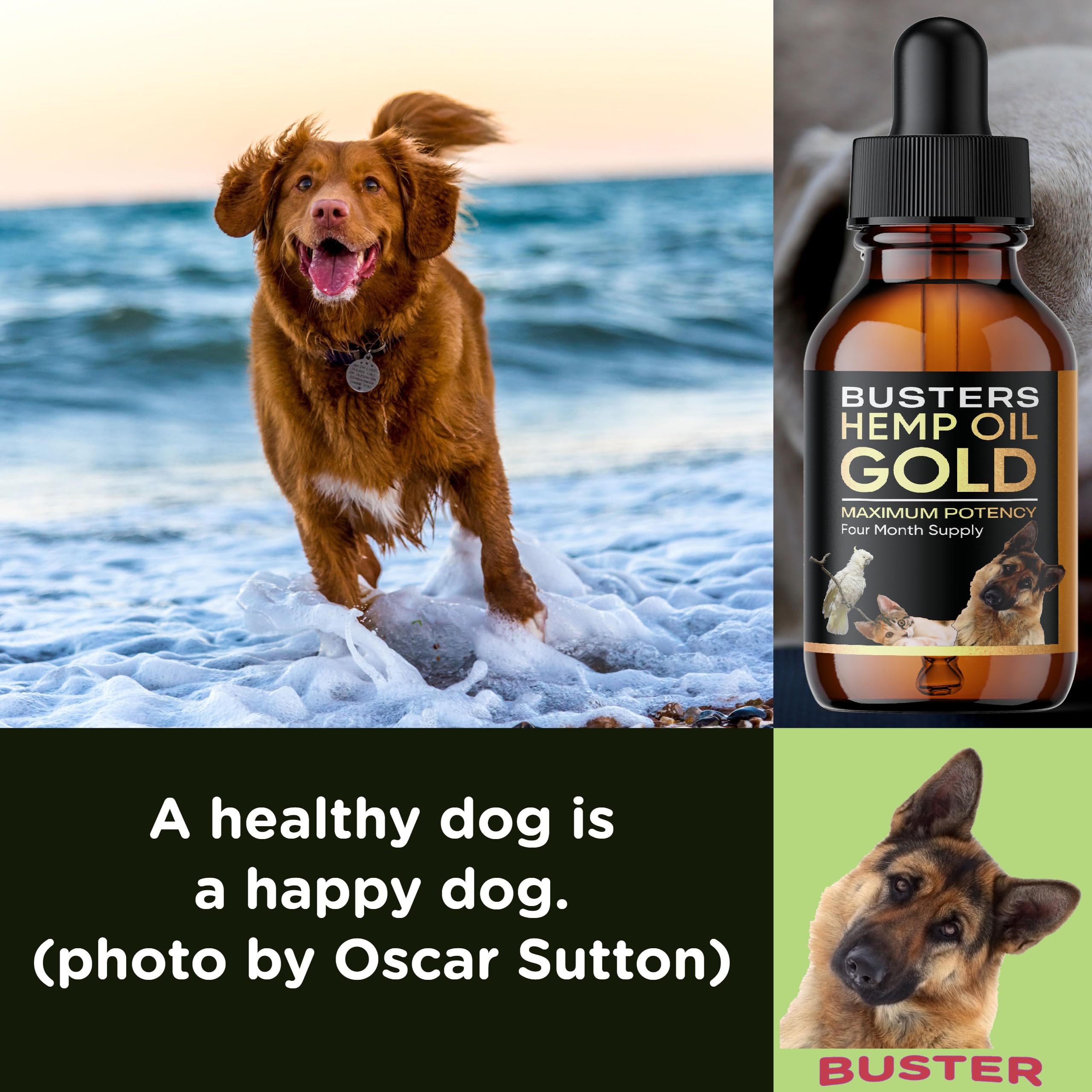 Ajout dans la nourriture avec Buster's Gold pour animaux