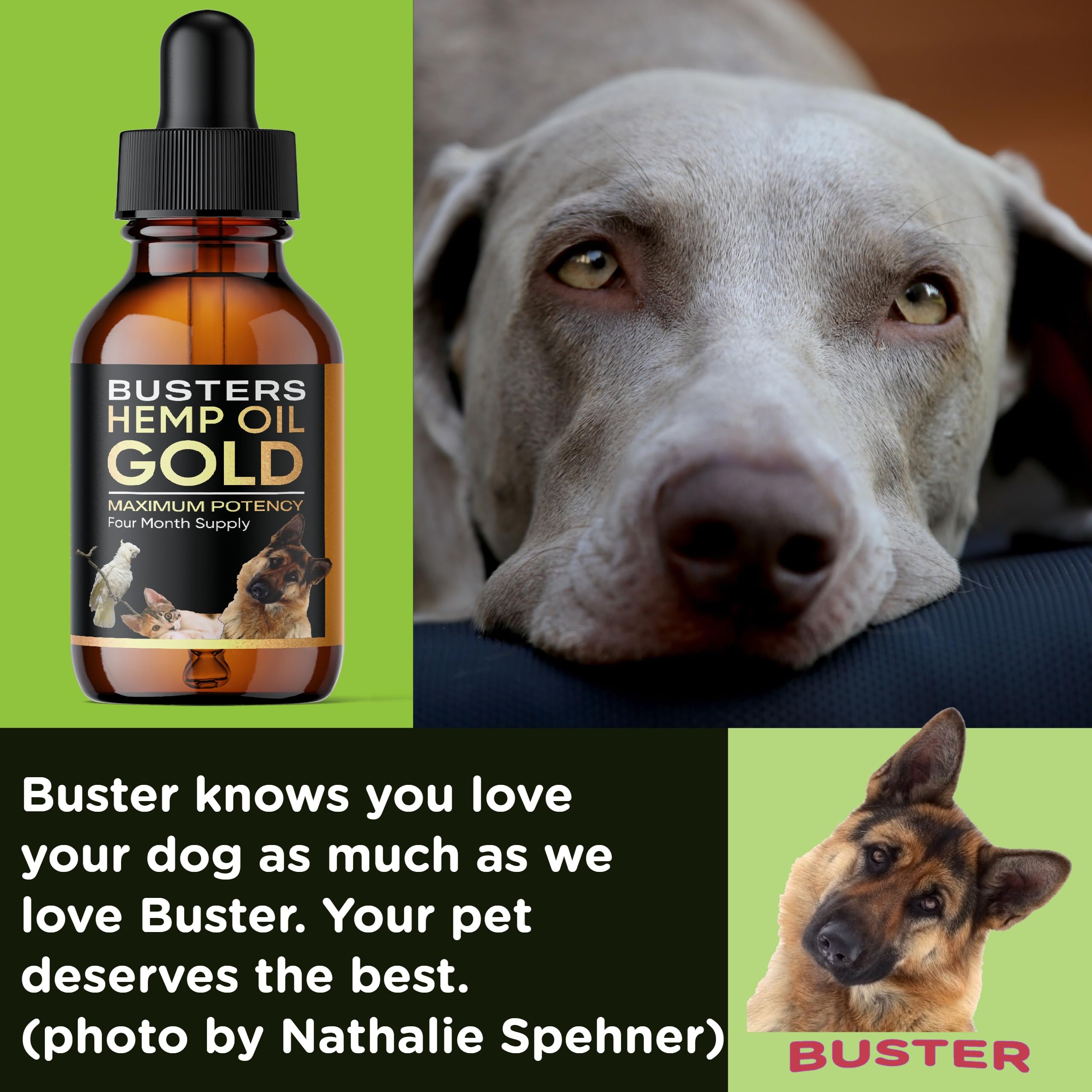 Amélioration potentiel du pelage et de la peau avec Buster's Gold