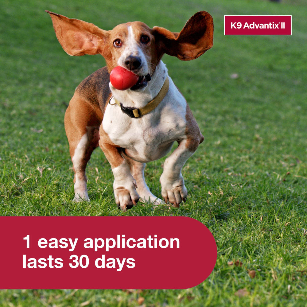 K9 Advantix II – formule imperméable après 24 heures pour chiens actifs.