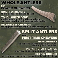 K-9 Antler Co chien-heureux-en-mangeant: plaisir lors des jeux et sessions de mastication.