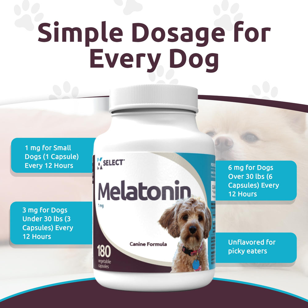 Chien calme lors d’un voyage avec K9 Select Mélatonine.