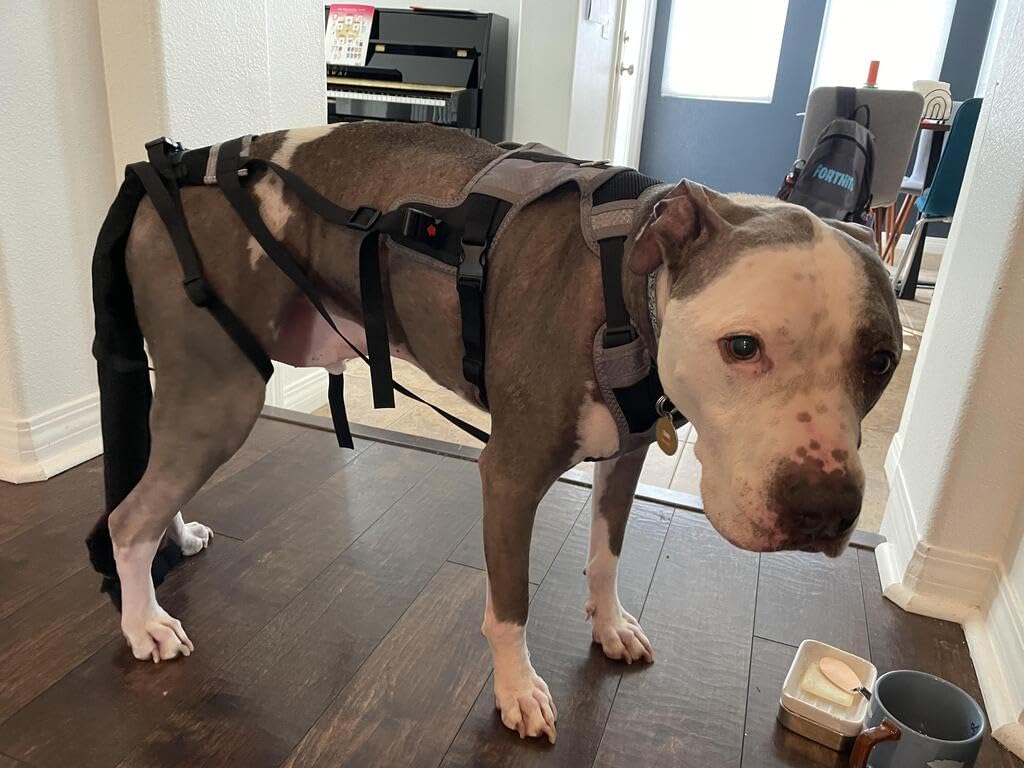 Design vétérinaire du K9 Tailsaver pour une utilisation sécurisée.