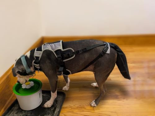Guide d'installation vidéo pour K9 Tailsaver facilitant l'ajustement correct.