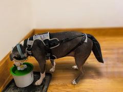 Guide d'installation vidéo pour K9 Tailsaver facilitant l'ajustement correct.