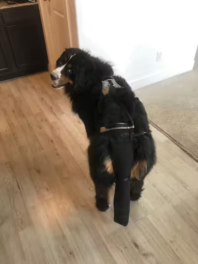 Harnais K9 Tailsaver à 8 sangles ajustable pour un maintien sûr.