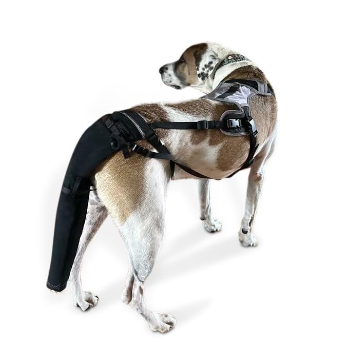 K9 Tailsaver protège la queue avec fixation anti-glisse pendant les promenades.