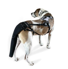 K9 Tailsaver protège la queue avec fixation anti-glisse pendant les promenades.