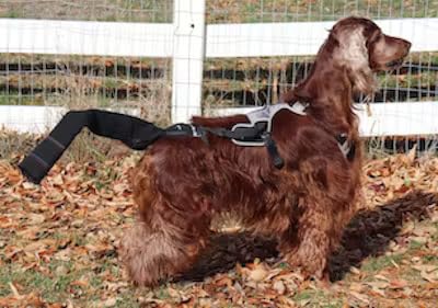 Utilisation quotidienne facile du K9 Tailsaver.