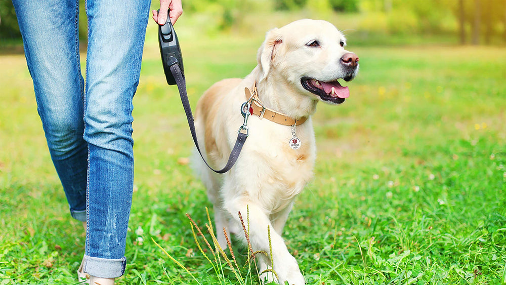 K9King Tag design-elegant, apporte un look soigné au chien.