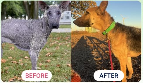 K9Power Show Stopper – algues-kelp, nutriments naturels pour la vitalité.