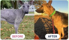 K9Power Show Stopper – algues-kelp, nutriments naturels pour la vitalité.
