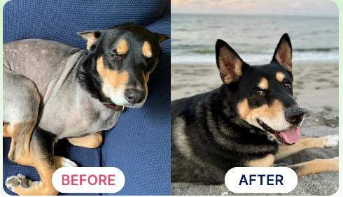 K9Power Show Stopper – zinc, soutien immunitaire et peau équilibrée.