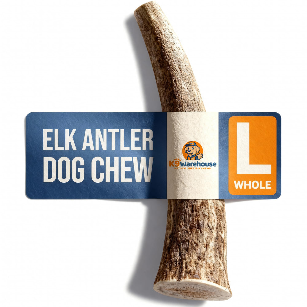 K9warehouse ramure cerf pour chien en train de mâcher durablement.