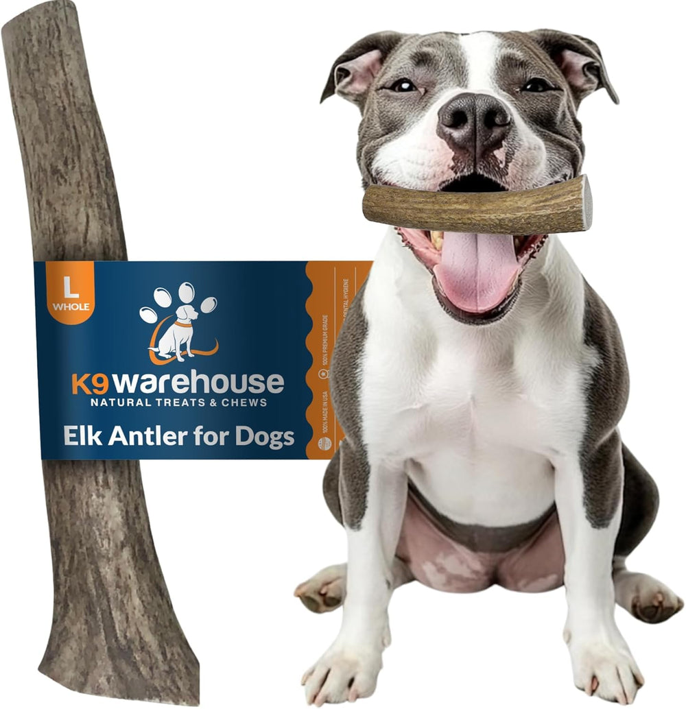 K9warehouse ramure cerf pack 1 prêt à offrir.