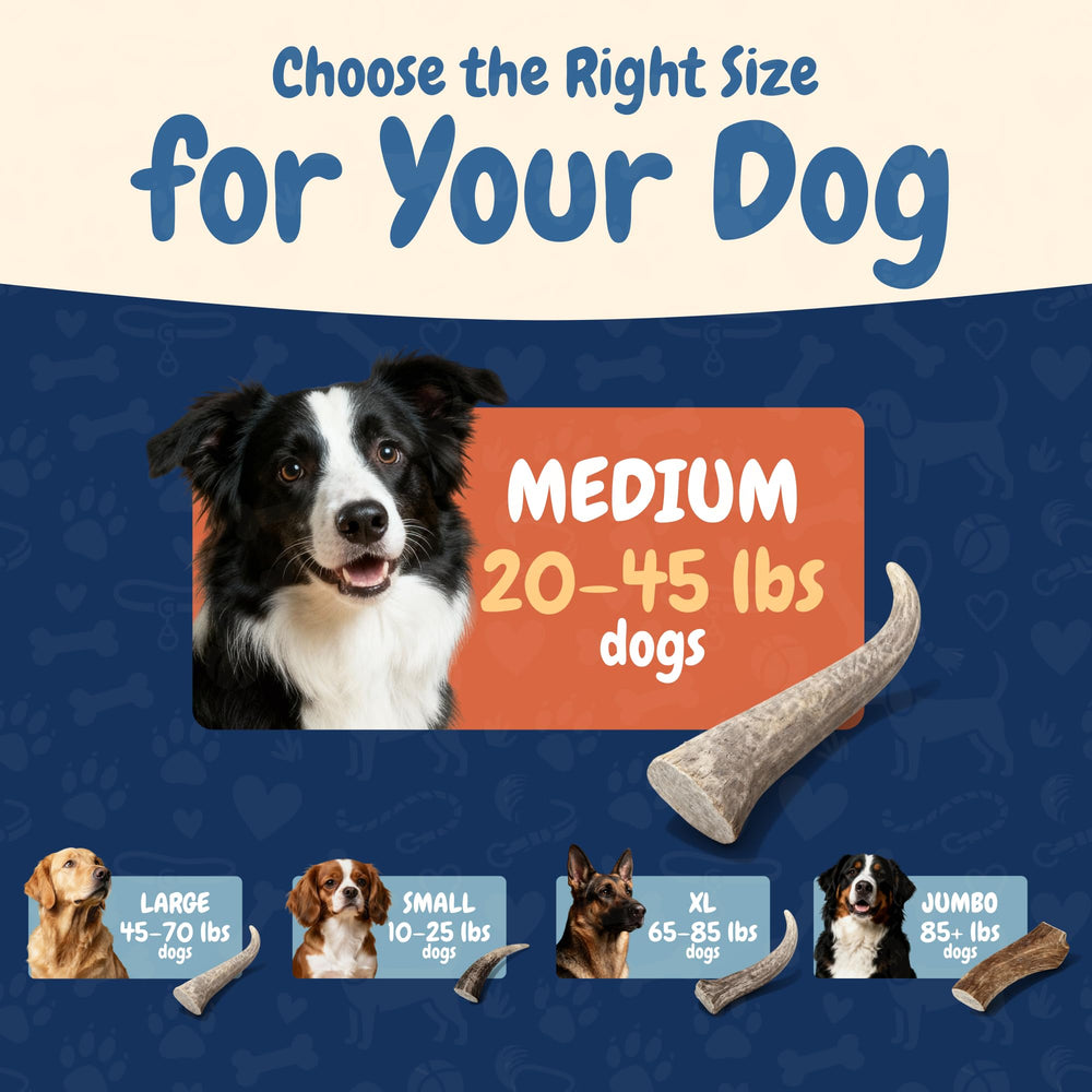 K9warehouse taille adaptée pour chiens moyens et grands.