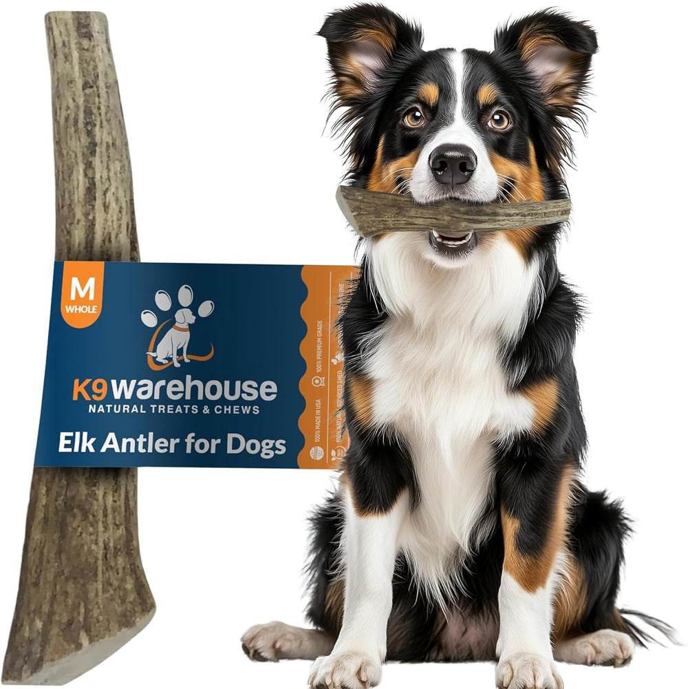 K9warehouse utilisation quotidienne pour chien actif.