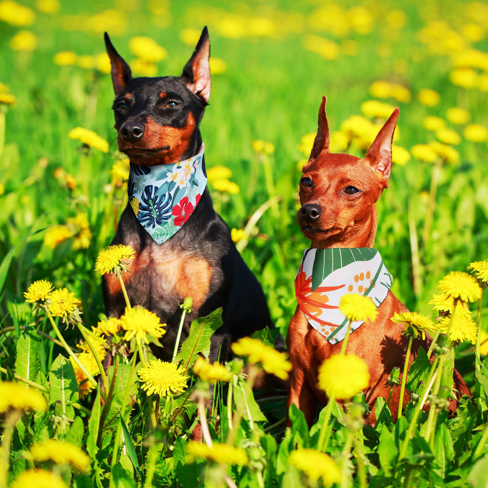 Cadeau idéal pour amis et clients propriétaires de chiens.