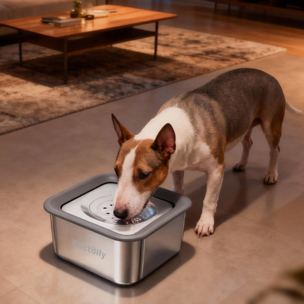 Kactoily astuces utilisation disque flottant attire l animal et boit tranquillement.