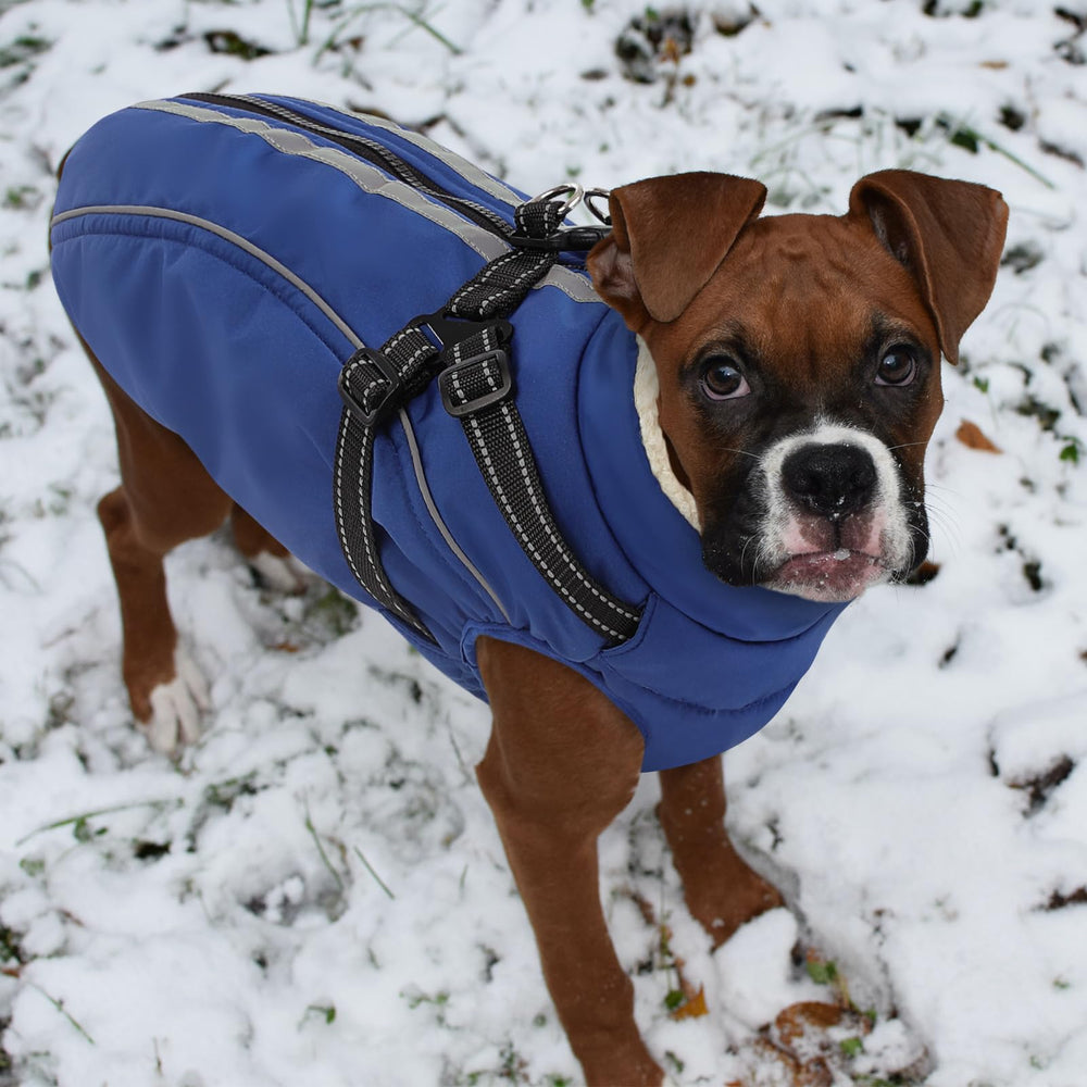 KAMA BRIDAL manteau hiver chien — en action lors de sorties quotidiennes.
