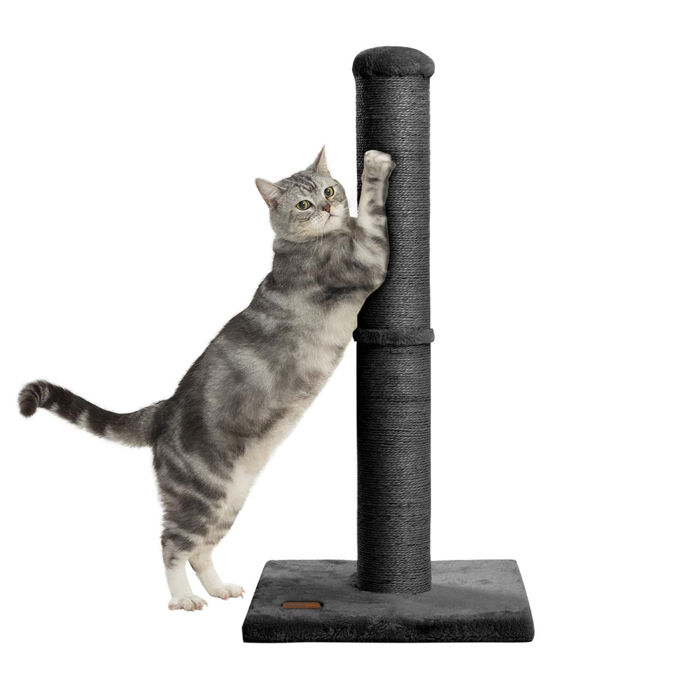 Karolpar poteau noir offre un espace d'observation et de jeu pour chats.