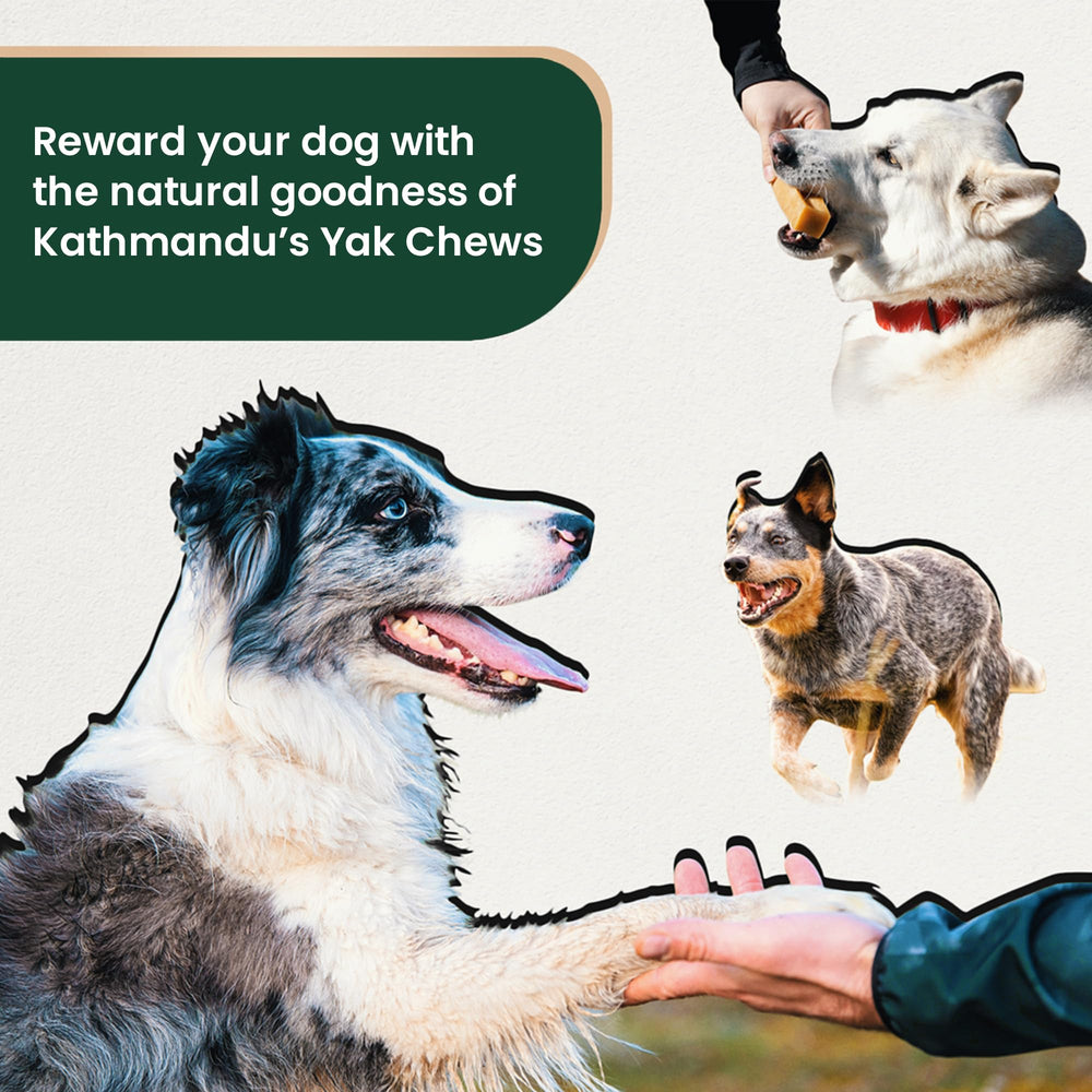 Cadeau de fêtes pratique pour propriétaires d'animaux.