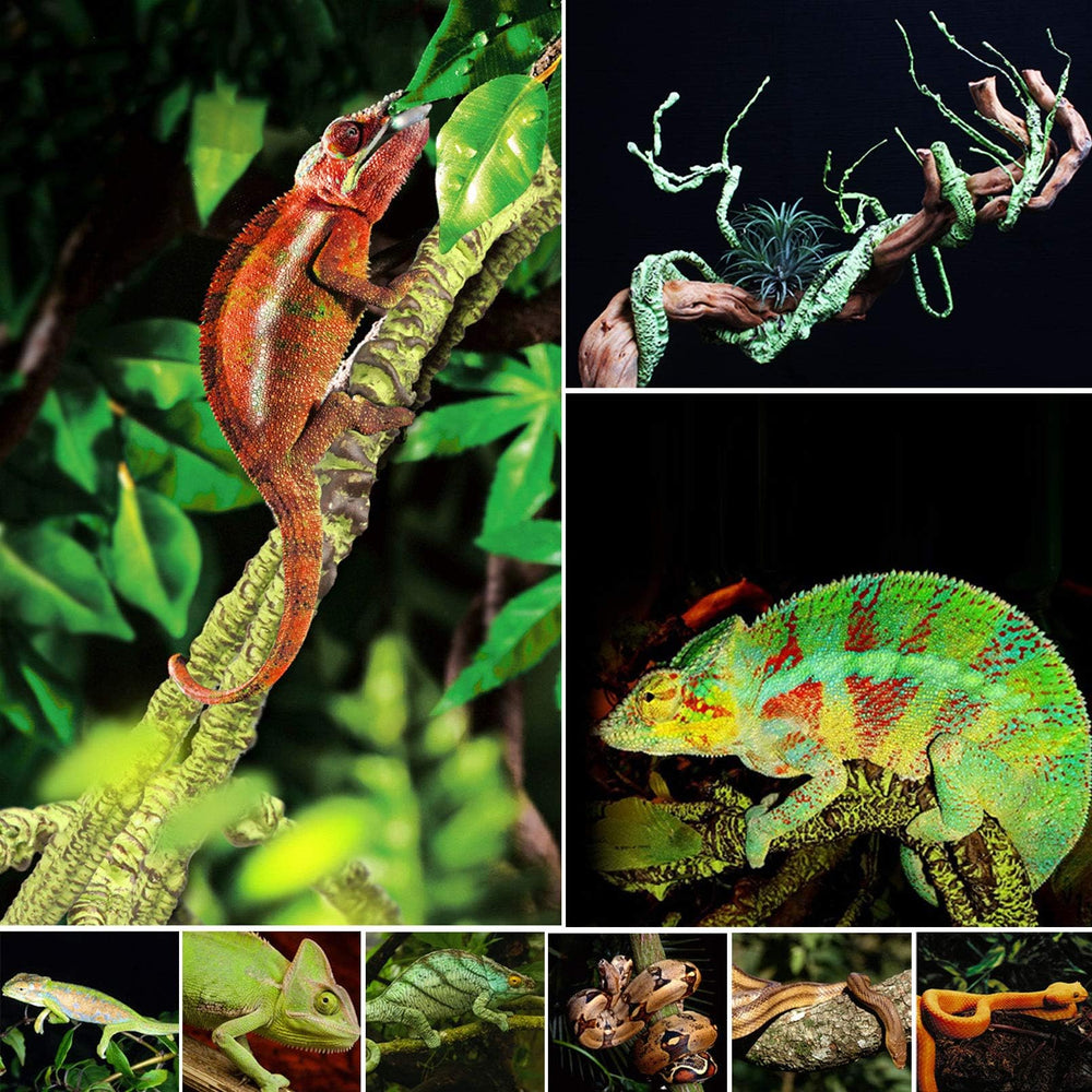 Kathson petites branches réalistes pour structurer l espace du reptile.