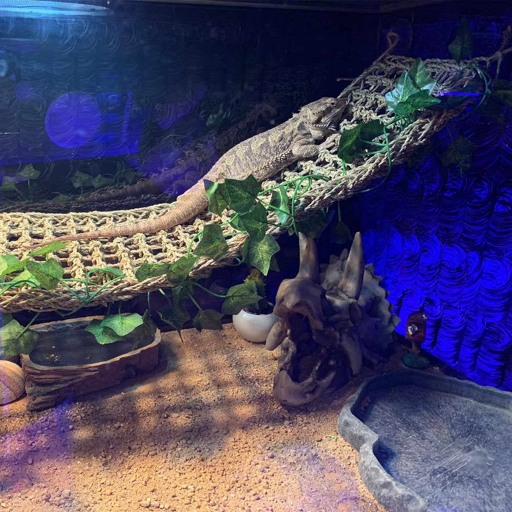 Kathson décor reptile détail crâne, ambiance sauvage.