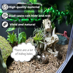 Kathson grandes feuilles pour terrarium, effet verdure dense.