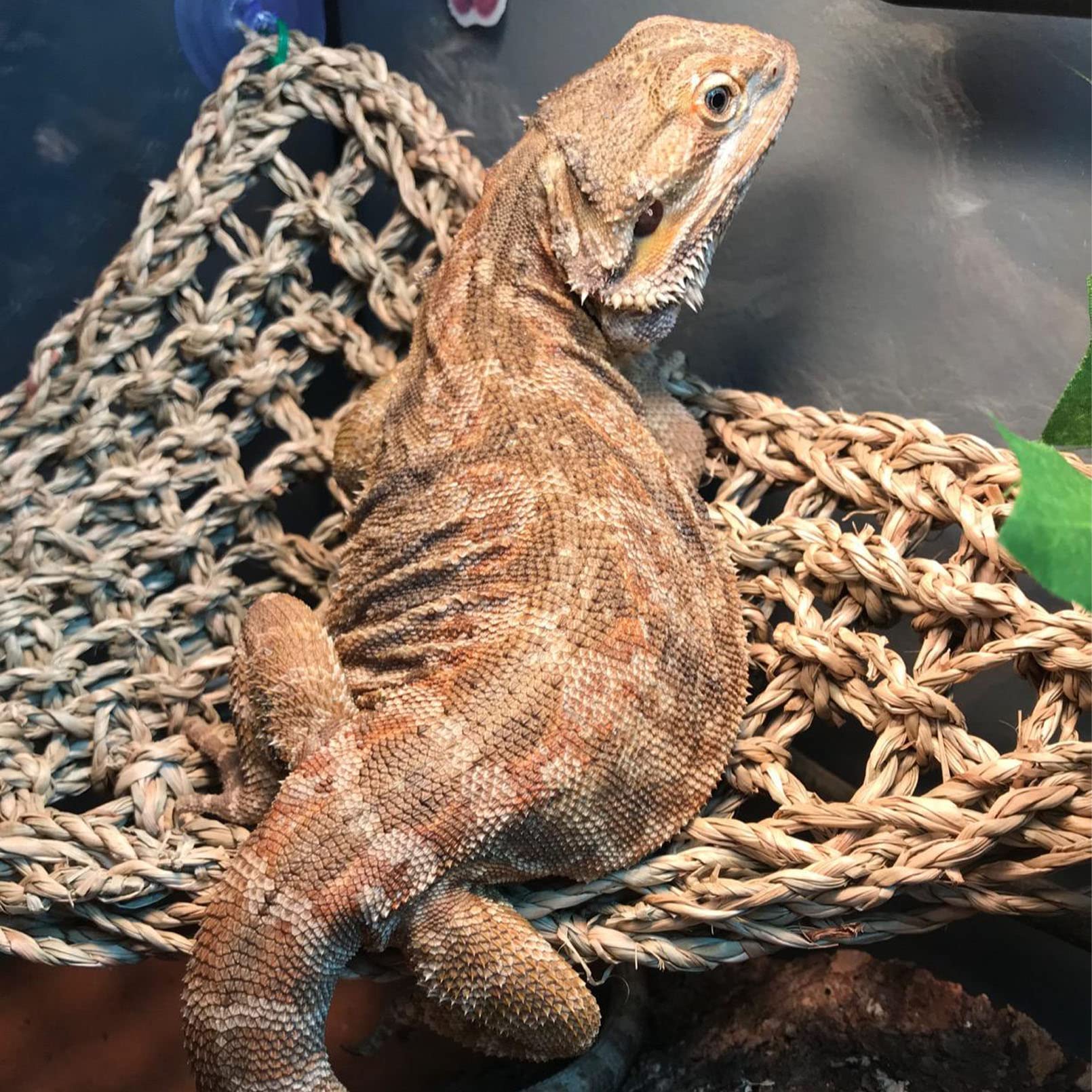 Kathson hamac carré en herbe de mer pour dragon barbu, soutien près de la chaleur.