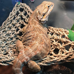 Kathson hamac carré en herbe de mer pour dragon barbu, soutien près de la chaleur.