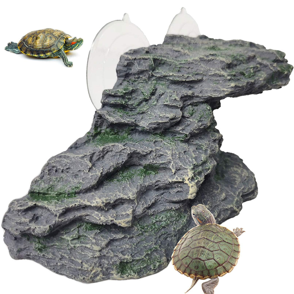 Kathson plateforme tortue – repos au soleil dans l'aquarium.